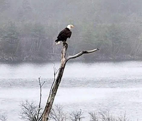 Eagle